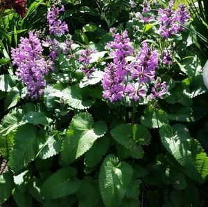 Meet your Posher, Lee.